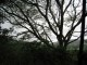 Thumbs/tn_Costa Rica's National Tree.jpg